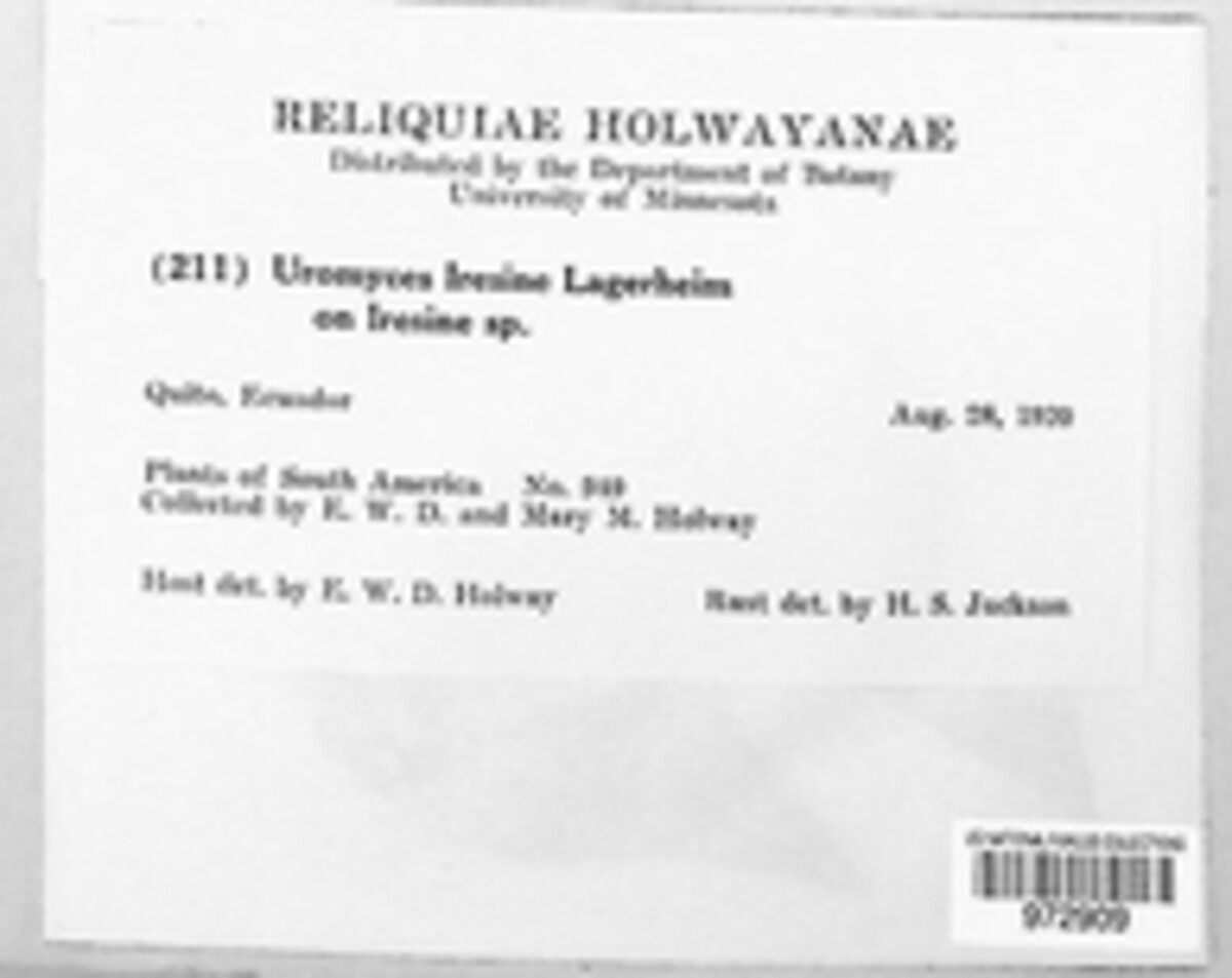 Uromyces iresines image